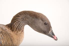 Attēlu rezultāti vaicājumam “Anser brachyrhynchus”