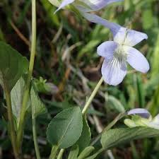 Attēlu rezultāti vaicājumam “Viola canina”