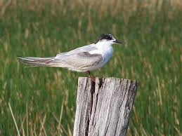 Attēlu rezultāti vaicājumam “Sterna”