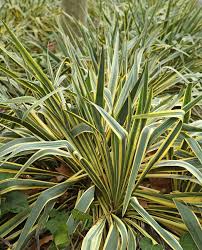 Attēlu rezultāti vaicājumam “Carex ornithopoda leaf”