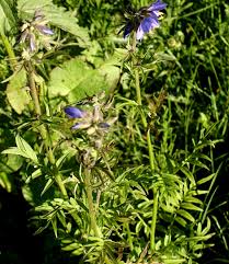 Attēlu rezultāti vaicājumam “Polemonium caeruleum bud”