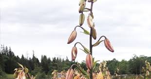 Attēlu rezultāti vaicājumam “Lilium martagon bud”