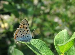 Attēlu rezultāti vaicājumam “Lycaena alciphron”