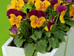 Attēlu rezultāti vaicājumam “Viola x williamsii flower”