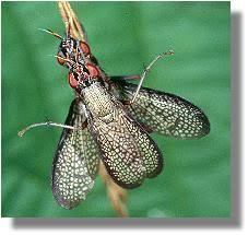 Attēlu rezultāti vaicājumam “Coremacera marginata”