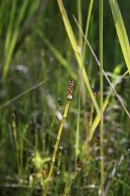 Attēlu rezultāti vaicājumam “Equisetum variegatum”