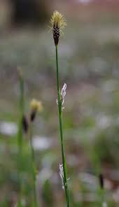 Attēlu rezultāti vaicājumam “Carex pilosa leaf”