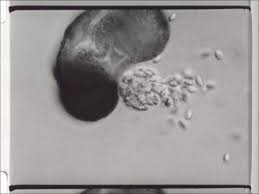 Attēlu rezultāti vaicājumam “Didymium nigripes young”