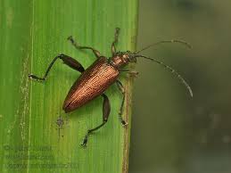 Attēlu rezultāti vaicājumam “Donacia”