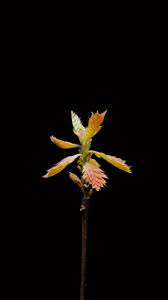 Attēlu rezultāti vaicājumam “Quercus rubra flower”