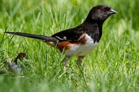 Image result for Pipilo erythrophthalmus