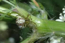Attēlu rezultāti vaicājumam “Phylloneta cocoon”