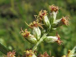Attēlu rezultāti vaicājumam “Artemisia vulgaris bud”