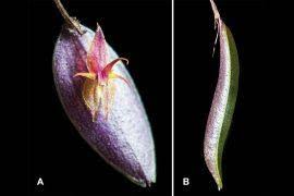 Attēlu rezultāti vaicājumam “Didymodon rigidulus sporophyte”