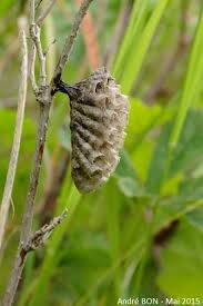 Attēlu rezultāti vaicājumam “Polistes nimpha”
