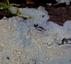 Attēlu rezultāti vaicājumam “Radulomyces confluens”