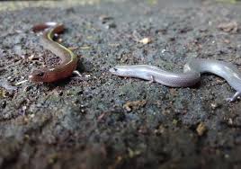 Attēlu rezultāti vaicājumam “Lycogala irregulare sessile”