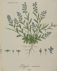 Attēlu rezultāti vaicājumam “Polygala amarella”