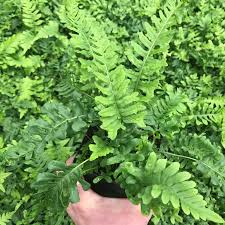 Attēlu rezultāti vaicājumam “Polypodium vulgare”