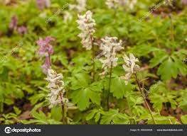 Attēlu rezultāti vaicājumam “Corydalis cava leaf”