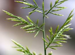 Attēlu rezultāti vaicājumam “Bromopsis inermis”