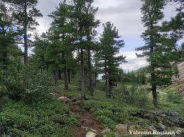 Attēlu rezultāti vaicājumam “Pinus sibirica”