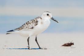Attēlu rezultāti vaicājumam “Calidris”