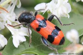 Attēlu rezultāti vaicājumam “Trichodes apiarius”