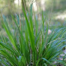 Attēlu rezultāti vaicājumam “Festuca altissima flower”