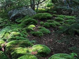 Attēlu rezultāti vaicājumam “Leucobryum glaucum”