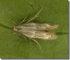 Attēlu rezultāti vaicājumam “Cephaloziella elachista”