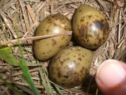 Attēlu rezultāti vaicājumam “Gallinago gallinago eggs”