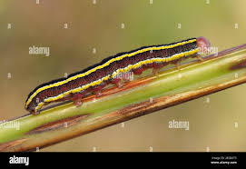 Attēlu rezultāti vaicājumam “Ceramica pisi”