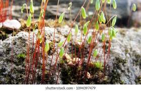 Attēlu rezultāti vaicājumam “Pohlia nutans”