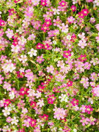 Attēlu rezultāti vaicājumam “Gypsophila paniculata”