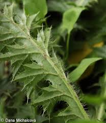 Attēlu rezultāti vaicājumam “Cirsium acaule fruit”