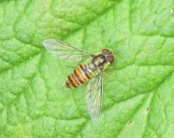 Attēlu rezultāti vaicājumam “Episyrphus balteatus”