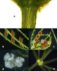 Attēlu rezultāti vaicājumam “Chara aspera male”
