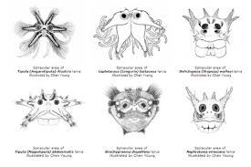 Attēlu rezultāti vaicājumam “Tipulidae larva”