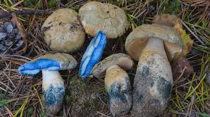 Attēlu rezultāti vaicājumam “Gyroporus cyanescens”