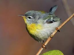Image result for Parula americana