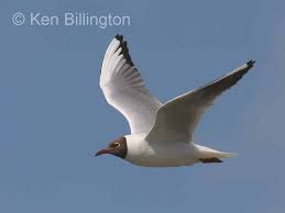 Attēlu rezultāti vaicājumam “Larus ridibundus juvenile”