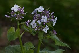 Attēlu rezultāti vaicājumam “Lunaria rediviva”