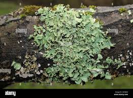 Attēlu rezultāti vaicājumam “Flavoparmelia caperata”