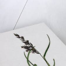 Attēlu rezultāti vaicājumam “Festuca arenaria”