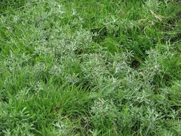 Attēlu rezultāti vaicājumam “Gnaphalium uliginosum leaf”