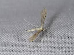 Attēlu rezultāti vaicājumam “Adaina microdactyla”