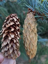 Attēlu rezultāti vaicājumam “Picea”