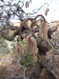 Attēlu rezultāti vaicājumam “Trichia contorta young”