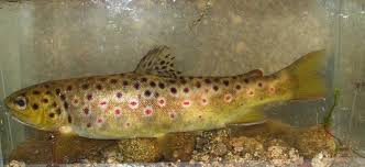 Image result for Salmo trutta trutta